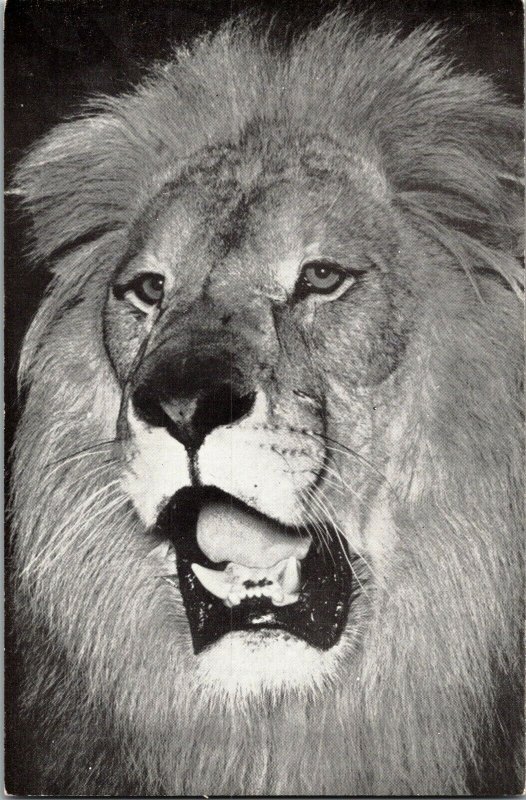 Menelik African Lion, Ringling Bros Barnum Bailey Circus Vintage Postcard D64