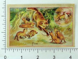 1870's-80's Lion Coffee Picture Card Fox Den Fox With Kits/Pups Adorable! P86