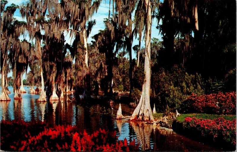 Cypress Trees Lake Eloise Swamp Garden Landscape Florida UNP Vintage Postcard 