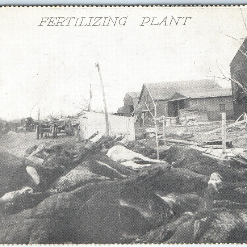 c1913 Dayton, OH Great Flood Fertilizing Plant Litho Photo Postcard Cattle A87