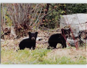 Postcard Black Bear