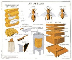 Bee Keeping Beehives Bumble Bees Les Abeilees School Chart Postcard