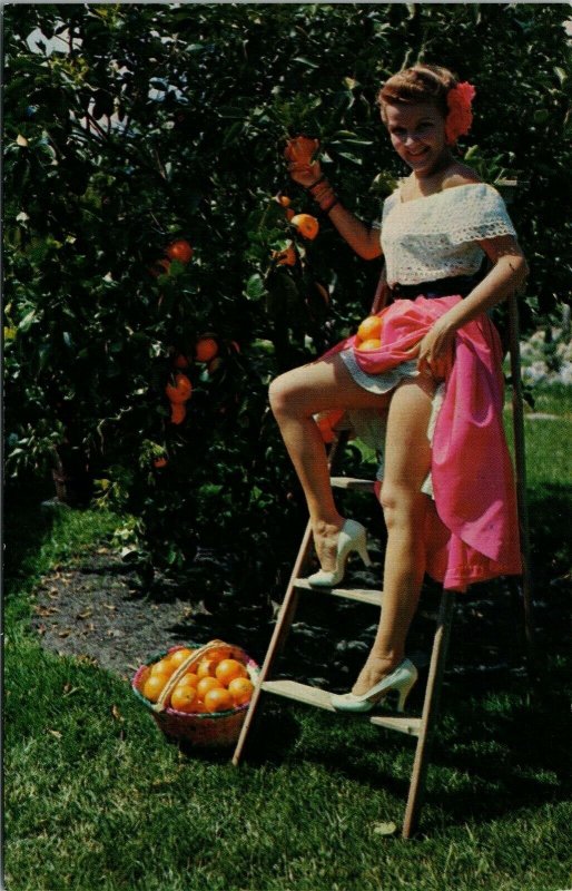 Risque Sexy Woman Picking Oranges Skirt Hiked Up Florida Vintage Postcard Fla Asia And Middle 1364