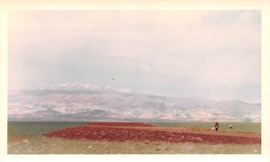 Looking North West Toward Mountains and toward the Cedars of Lebanonon writin...