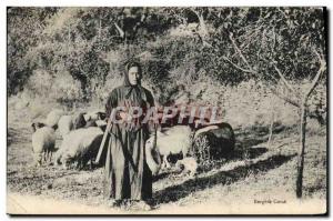 Old Postcard Bergere Corsica Corsica Sheep