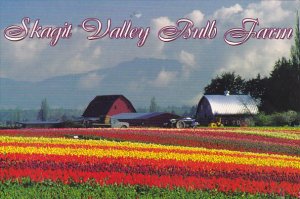 Skagit Valley Bulb Farm Mount Vernon Washington