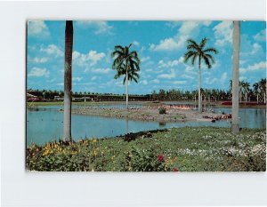 Postcard Flamingo Island At South End Of Infield Lake At Hialeah Race Course, FL