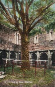 Ireland Killarney Yew Tree Muckross Abbey