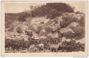 Horses, Veduta Del Sacrificio Di Elia Dal Lato Della Pianura Di Esdrelon, 191...