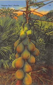 Papaya Tree Florida, USA Fruit Assorted Unused 