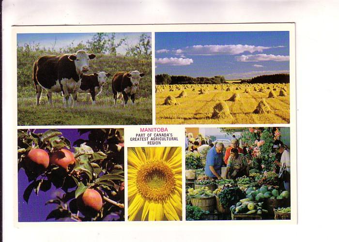 Fiveview, Cows, Market, Hay, Sunflower, Apples, Manitoba, 