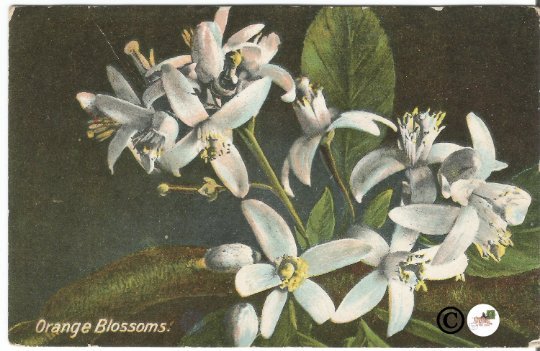 Orange Blossoms On The Road of a Thousand Wonders California Oranges 1912