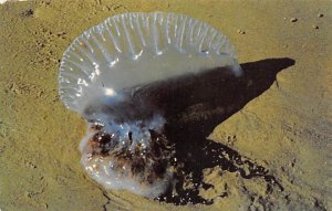 The Man-O-War Commonly called as Jelly Fish View Images 