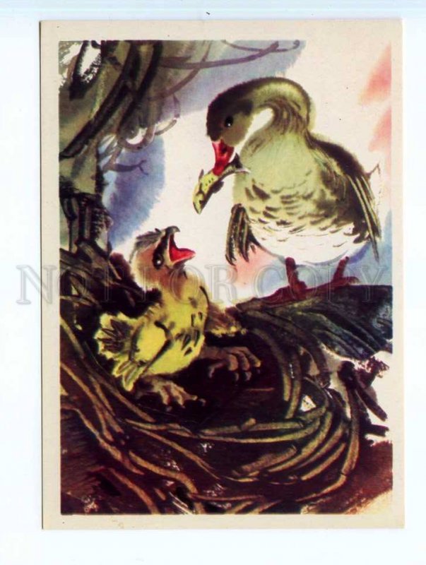 252514 RUSSIA Kanevskiy Adventures of Nils goose and gosling old postcard