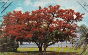 Trees Royal Poinciana Blooming Along The Caloosahatchee River Fort Myers Flor...