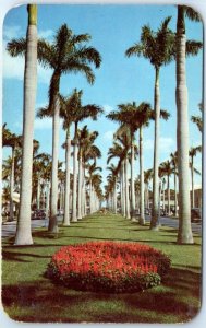 Postcard - Royal Palm Way, of Palm Beach, Florida