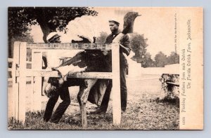 PICKING FEATHERS FROM MALE OSTRICH JACKSONVILLE FLORIDA BLACK AMERICANA POSTCARD