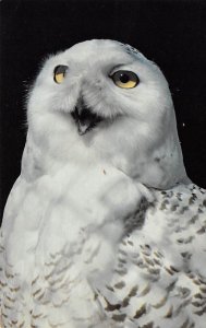 Snowy Owl, Nyctea Scandiaca Unused 