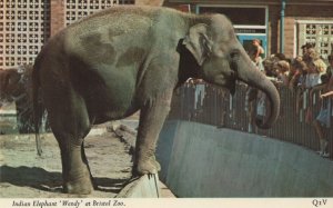 Indian Elephant Wendy At Bristol Zoo Postcard