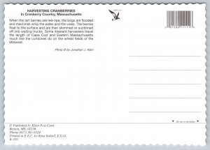 Cape Cod   Massachusetts  Cranberry Bog  Harvest Time  Stamp  Postcard