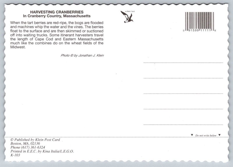 Cape Cod   Massachusetts  Cranberry Bog  Harvest Time  Stamp  Postcard