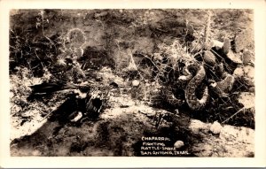 Real Photo Postcard Chaparral Fighting Rattle Snake in San Antonio, Texas