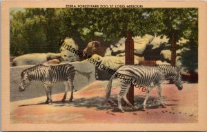 Zebra Forest Park Zoo St. Louis MO Postcard PC295