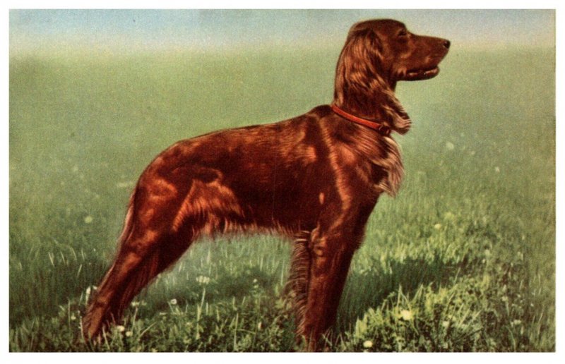 Dog   Irish Setter