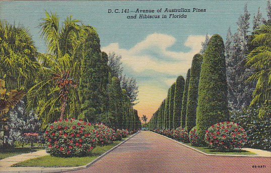 Avenue Of Australian Pines And Hibiscus In Florida Curteich