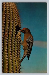 Gila Woodpecker In Saguaro National Monument Arizona Vintage Unposted Postcard