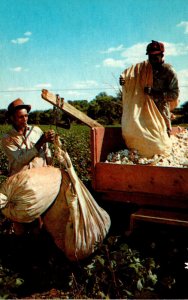 Black Americana Weighing Sacks Of Cotton
