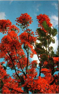 Blossoms of the Royal Poinciana Hawaiian Islands HI Postcard PC40