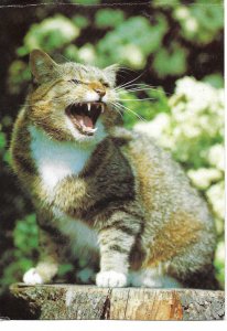 A wild angry cat Modern German photo postcard
