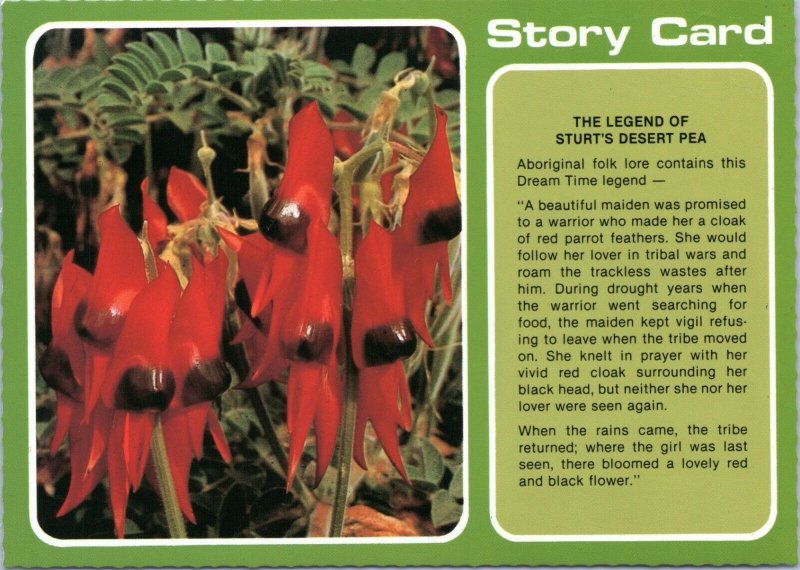 postcard Australian Flowers - The Legend of Sturt's Desert Pea