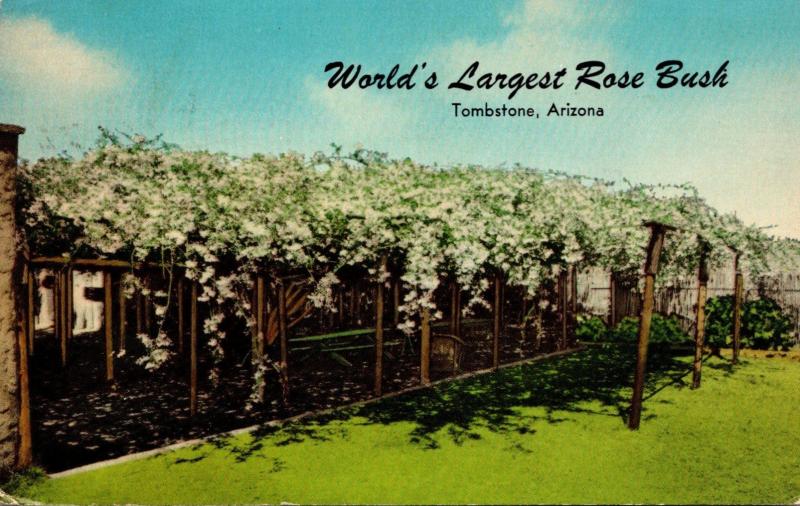 Arizona Tombstone World's Largest Rose Bush White Lady Banksia 1971