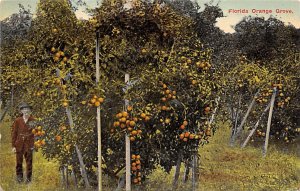 Fruit Assorted Orange Grove Florida, USA Unused