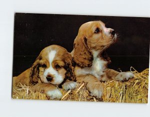 Postcard Two Cocker Spaniels Picture