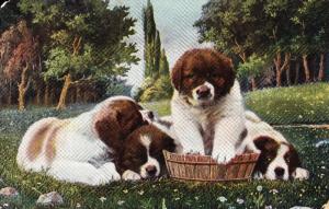Postcard c1906 Large Breed Puppies with a Tub, St. Bernard E.L. Series 977 E02