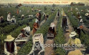 Picking Strawberries - Hood River Valley, Oregon OR  