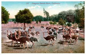 Ostriches  on Cawston Farm, California