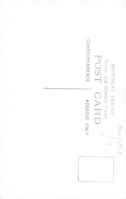 Animals Koala Native Bear vintage postcard