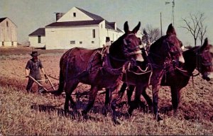 Pennsylvania Leb' Wohl Amish Man Ploughing His Field