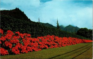 Poinsettias along Nuuana Avenue Honolulu HI Postcard PC40