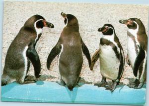 postcard Four Penguins at edge of pool at Marineland Mallorca (Spain)