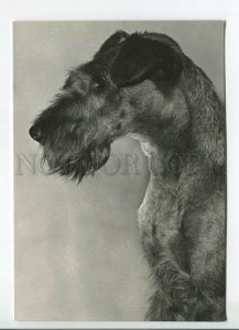 465675 USSR 1961 year photo of Eric Tylinik irish terrier dog postcard