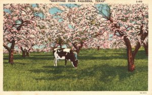 Vintage Postcard Greetings From Pasadena Texas Cow Pasture Cherry Blossoms