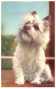 Dog  , signed Alfred Mainzer