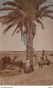 RP: CAIRO , Egypt , 00-10s ; Men & Camels at date Tree