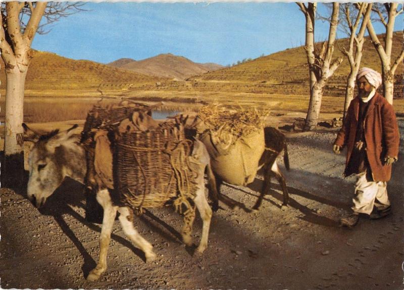 BR49666 Village transportation donkey ane     Afghanistan