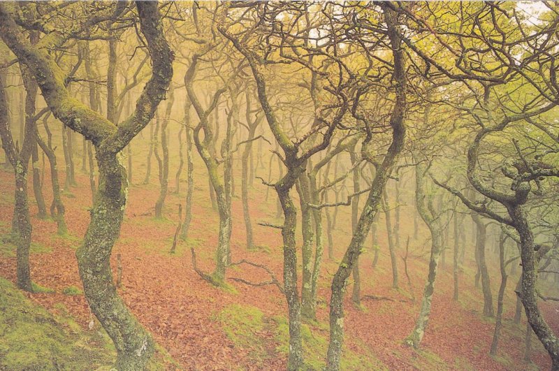 Canolbath Cymru Welsh Oak Woods Spooky Postcard